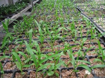 重樓、白芨、金鐵鎖、珠子參種子種苗供應(yīng)