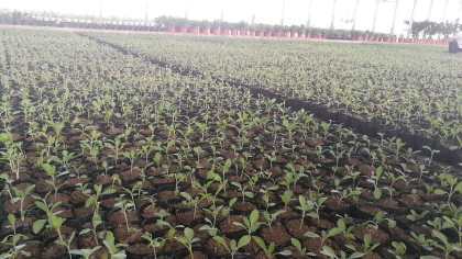 陜西柳葉馬鞭草種苗杯苗容器苗供應(yīng)