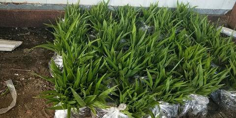 [白芨種苗批發(fā)]陜西商洛山陽(yáng)縣白芨種苗 0.90元/棵純紫花白芨 _ 一畝田