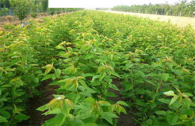 櫻桃種苗批發(fā)-山西櫻桃苗-陜西櫻桃苗