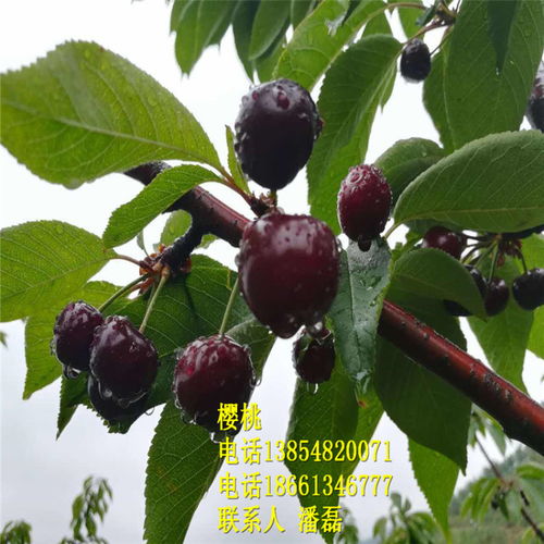 【早熟大櫻桃苗優質櫻桃樹苗新品種櫻桃樹苗】- 