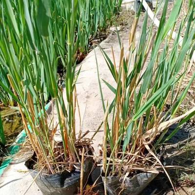 陜西盆栽蘆葦苗廠家批發 榆林市盆栽蘆葦種苗種植基地