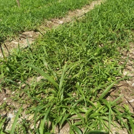 陜西商洛鎮安縣白芨種苗徐春濤種植基地_地址_產地貨源