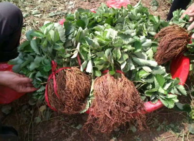 脫毒草莓苗種苗、草莓苗種苗畝產量多少