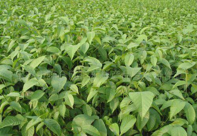 陜西寶雞正東林產(chǎn)品專業(yè)合作社生產(chǎn)的各種優(yōu)質(zhì)品種核桃樹苗