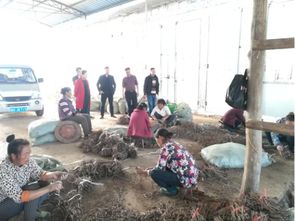 縣農(nóng)業(yè)局到大地鄉(xiāng)指導(dǎo)農(nóng)業(yè)產(chǎn)業(yè)生產(chǎn)助推脫貧攻堅(jiān)