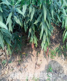 【桃樹(shù)苗基地悅香蜜桃樹(shù)苗多少錢一棵桃樹(shù)苗】-