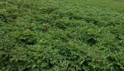 批發(fā)優(yōu)質(zhì)牡丹苗-油用牡丹種植技術(shù)指導(dǎo)-廠家直銷牡丹苗價(jià)格-和慶堂藥材種苗