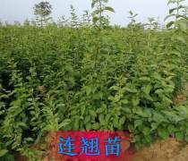 【淀粉鮮食型紅薯品種-徐薯32(食五)】徐薯32(食五),價(jià)格,廠家,供應(yīng)商,農(nóng)作物種苗