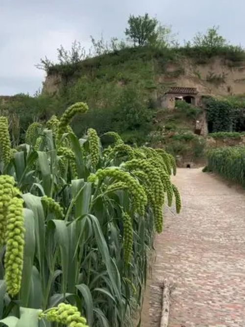 時(shí)間過(guò)的很快,一晃又一秋 陜北小米 谷子 三農(nóng) 優(yōu)質(zhì)農(nóng)產(chǎn)品