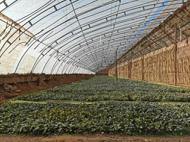 陜西種苗集團成為全國最大國有種苗基地