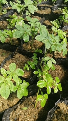 陜西地區(qū)供應醉蝶花杯苗種苗容器苗觀賞草花