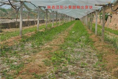 小果甜柿是一種什么植物 太秋甜柿簡介