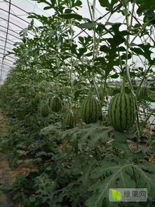 2020西瓜種子價(jià)格行情走勢(shì) 中國西瓜種子網(wǎng)