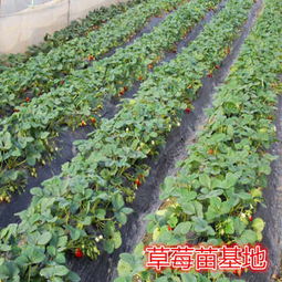 麻陽縣 艷麗草莓種苗價(jià)格 新聞草莓苗價(jià)格