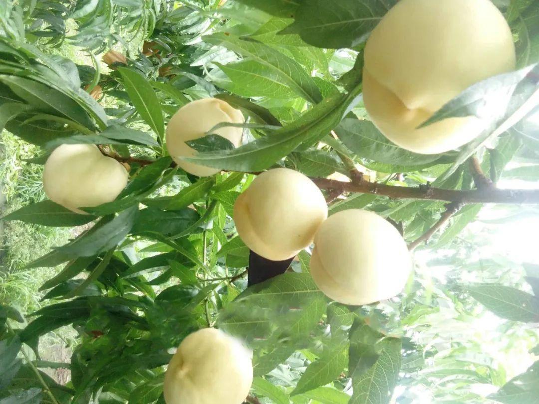 略陽白桃試種成功推動(dòng)特色產(chǎn)業(yè)提質(zhì)增效_陜西農(nóng)村網(wǎng)