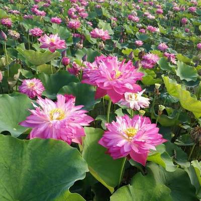 種植蘆葦價(jià)格 陜西蘆葦苗 寶雞蘆葦種苗 蘆葦種植