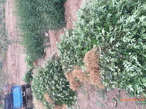 深圳花椒樹批發(fā) 花椒苗供應商 韓城花椒苗,深圳花椒樹批發(fā) 花椒苗供應商 韓城花椒苗生產(chǎn)廠家,深圳花椒樹批發(fā) 花椒苗供應商 韓城花椒苗價格