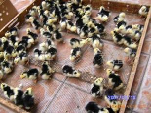 陜西貴妃雞種苗價格、西安市貴妃雞苗批發(fā)、銅川市貴妃雞苗報價_農(nóng)副產(chǎn)品_世界工廠網(wǎng)中國產(chǎn)品信息庫