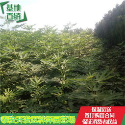 陜西紫果無花果苗全國出售