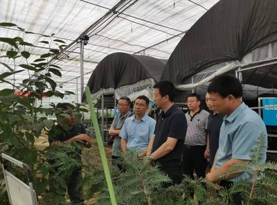 寶雞市麟游縣林業(yè)局率團來略考察杜仲產(chǎn)業(yè)洽談合作事宜