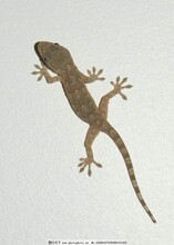 蜣螂養(yǎng)殖價格陜西蜣螂養(yǎng)殖基地