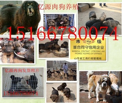 陜西榆林附近地區(qū)那有賣肉狗的嗎榆林哪里能買到肉狗狗崽種苗產(chǎn)品的資料 - 山東機電網(wǎng)