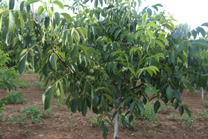 【陜西核桃苗】陜西核桃苗價格/圖片_陜西核桃苗批發(fā)/采購_陜西核桃苗廠家/供應(yīng)商