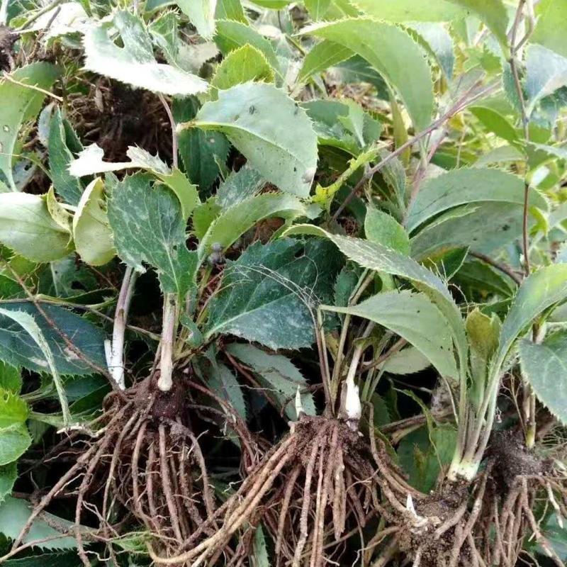 陜西秦嶺蒼術種苗野生蒼術苗子北蒼術種子黑蒼術帶朱砂點兒