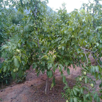 當(dāng)年掛果遼核1號核桃樹種苗價格2元