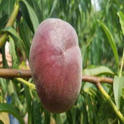 歡迎光臨 西藏山南紅油香椿苗批發商 農業