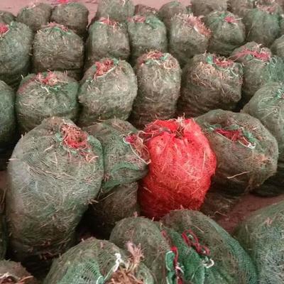 陜西銅川:宜君玉米和耀州黃芩獲得農(nóng)業(yè)部農(nóng)產(chǎn)品地理標(biāo)志認(rèn)證