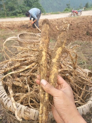 [黨參苗批發(fā)]陜西安康旬陽市黨參苗 0.50元/棵黨參苗 黨參 _ 一畝田