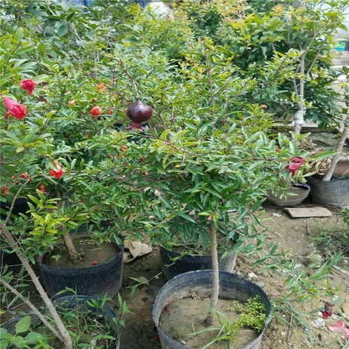 【陜西省嫁接石榴樹苗價格石榴樹苗規(guī)格齊全】- 