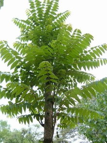 立春后,女人常吃此菜四個好處不請自來,大家都喜歡吃