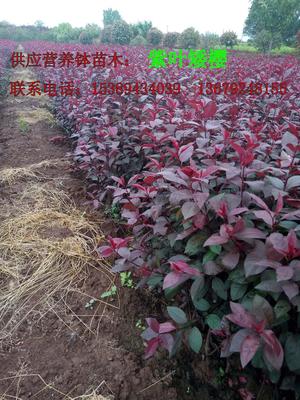 【供應(yīng)西安營養(yǎng)缽紅葉李、紫葉李、陜西叢生密枝紅葉李】價格,廠家,其他種子種苗