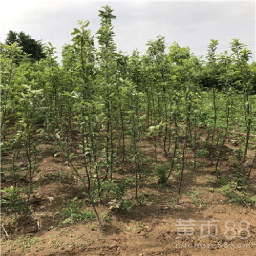 【響富蘋果苗出售價(jià)格、響富蘋果苗什么時(shí)候種植好】- 