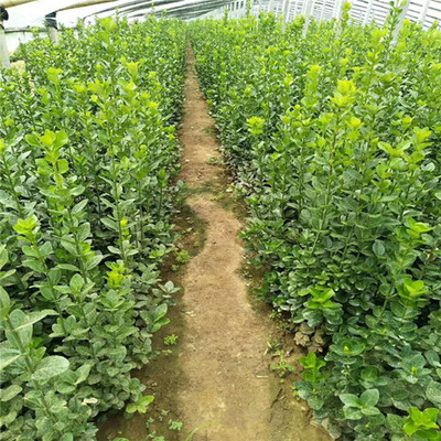 陜西黃楊種苗哪里有