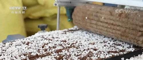 央視 中國三農(nóng)報(bào)道 聚焦德州武城 科技育苗 助力辣椒增產(chǎn)