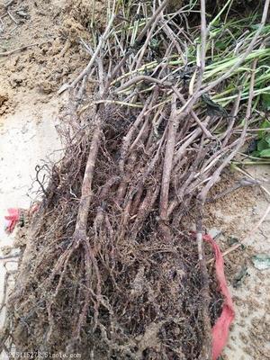 訂購爬山虎種苗陜西種植時(shí)間