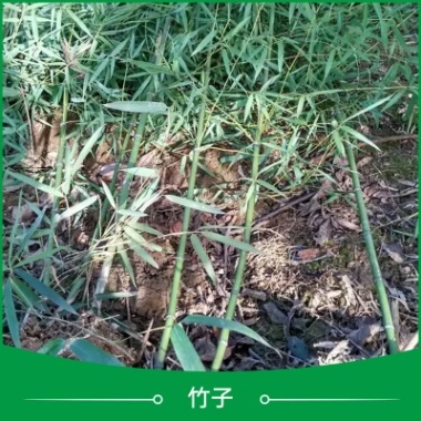 陜西竹子種苗批發(fā) 觀賞竹子苗 盆栽竹子苗 庭院景觀竹子 園林竹子苗