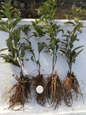 [蒼術(shù)種苗批發(fā)]陜西商洛山陽縣蒼術(shù)種苗 0.30元/棵蒼術(shù)苗 _ 一畝田