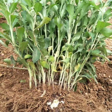 [蒼術種苗批發]陜西渭南華陰市蒼術種苗 0.30元/棵蒼術苗 _ 一畝田