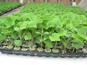 吳橋春雨合作社,富硒甜瓜,富硒西瓜,辣椒,西紅柿,香蕉西葫蘆,吳橋春雨糧棉種植專業合作社