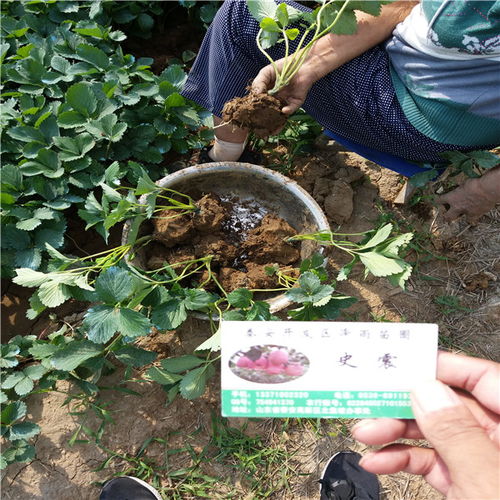 【202草莓苗哪里出售、銷售便宜202草莓苗價格】- 