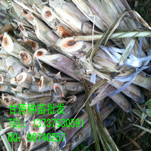 批發陜西省黑皮甘蔗種苗,廣西博白甘蔗種苗批發價格,甘蔗種苗種植技術