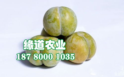 【陜西蜂糖李子樹苗批發、2公分蜂糖李子苗報價】- 