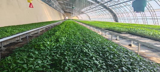 崆峒區(qū):多措齊下促進蔬菜種苗產(chǎn)銷兩旺