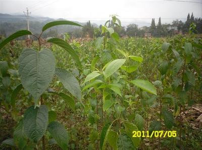陜西厚樸苗價格-杜仲苗、供應陜西杜仲苗、陜西杜仲苗基地 -陜西獼猴桃苗|獼猴桃苗批發(fā)|獼猴桃苗 產(chǎn)品展示(陜西苗木基地_陜西種苗供應商_陜西苗木批發(fā))-金泉網(wǎng)