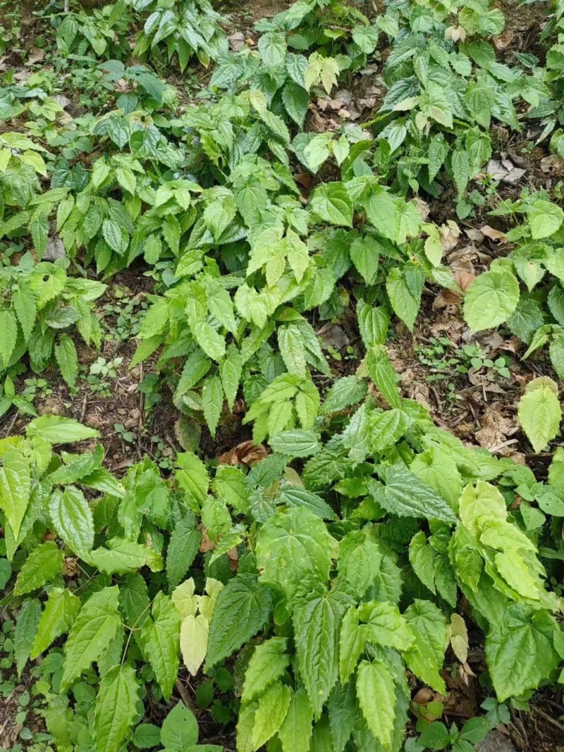 [淫羊藿種苗批發(fā)]陜西安康嵐皋縣淫羊藿種苗 0.80元/棵陜西省 _ 一畝